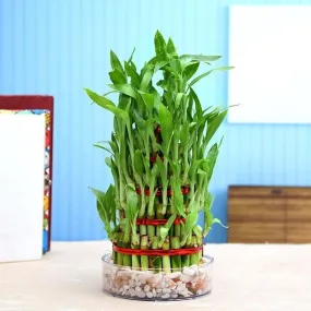 4 Layer Lucky Bamboo
