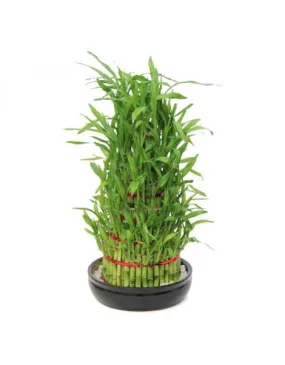 6 Layer Lucky Bamboo