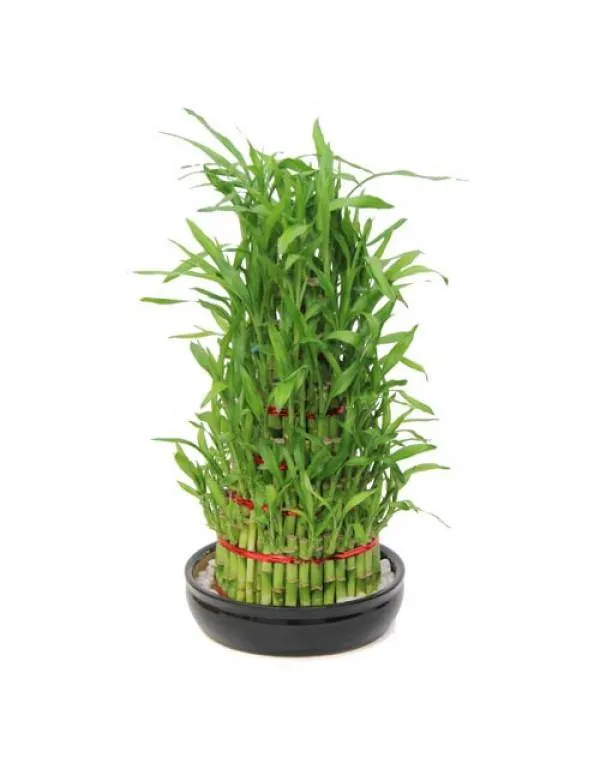 6 Layer Lucky Bamboo